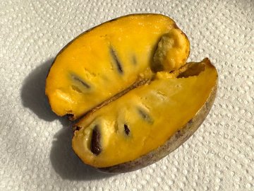 Opengesneden vrucht van de pawpaw