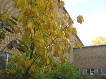 Pawpawboom in herfstkleur