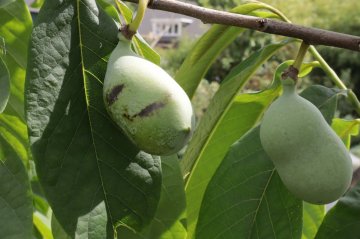 Pawpaw vruchten aan tak