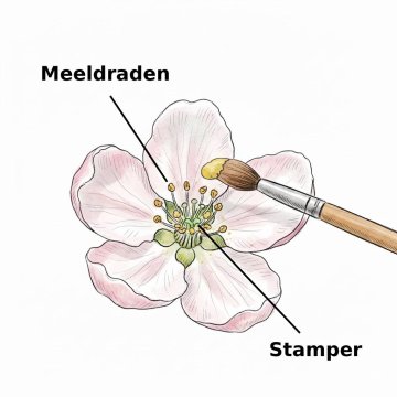 Handmatig bestuiven: stuifmeel overbrengen van meeldraden naar stamper