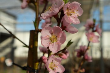 Bloesem van perzikboom