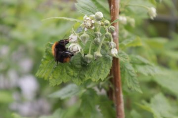Bij bij de bloem van een frambozenstruik