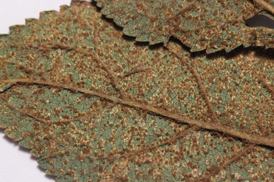 Bruine vlekken door roest