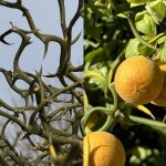 Winterharde citroen 'Flying Dragon'
