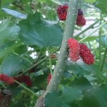 Moerbeiboom 'Illinois Everbearing'