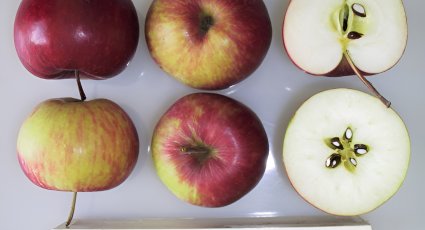 Appelboom 'Herefordshire Redstreak' - vanaf € 22,99 - Consumptieappelbomen
