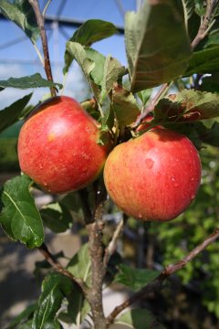 Appels in een appelboom