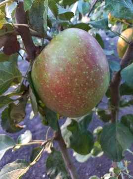 Goureinette (Rode Boskoop) in appelboom