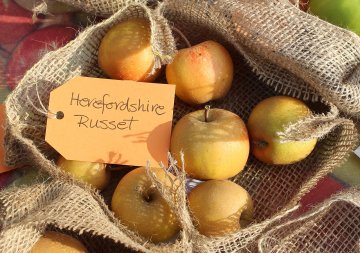 Herefordshire Russet appels in jute zak