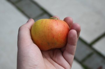 Jacques Lebel appel in hand