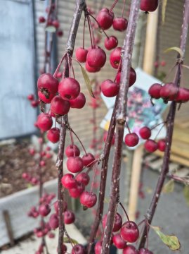 Royal Beauty sierappels