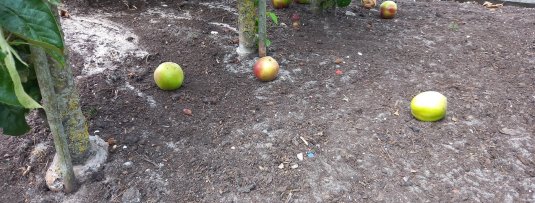 Wat te doen met valfruit? Voorkom voedselverspilling!