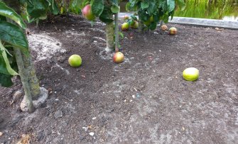 Wat te doen met valfruit? Voorkom voedselverspilling!