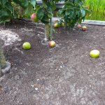 Wat te doen met valfruit? Voorkom voedselverspilling!