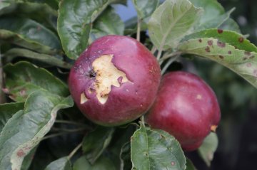 Aangetaste appels