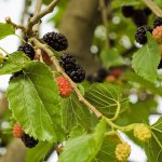 Dwerg moerbeiboom 'Gerardi Dwarf'