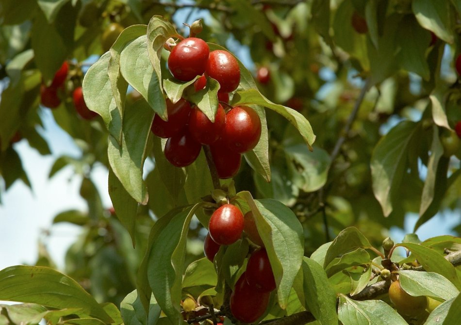 Kornoelje 'Kasanlak'