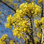 Bloesem van Kornoelje 'Kasanlak'