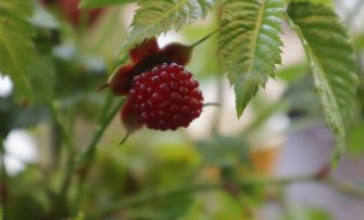 Bijzondere bessenstruiken: van deze bessen heb jij nog nooit gehoord!