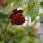 Bijzondere bessenstruiken: van deze bessen heb jij nog nooit gehoord!
