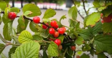 Nanking kersen in struik