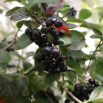 Appelbes struik 'Hugin'