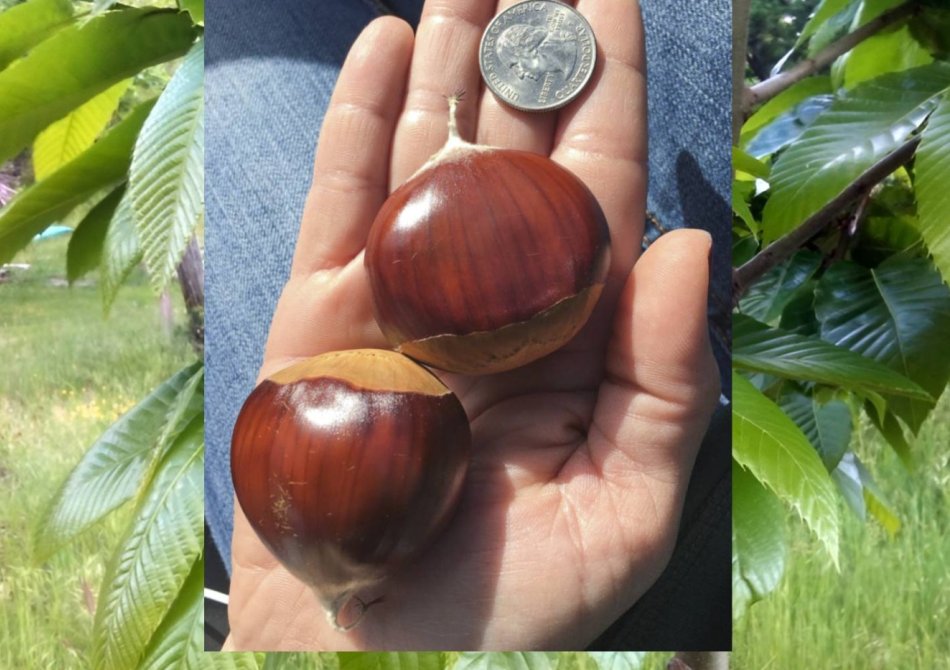 Kastanje 'Bouche de Betizac'