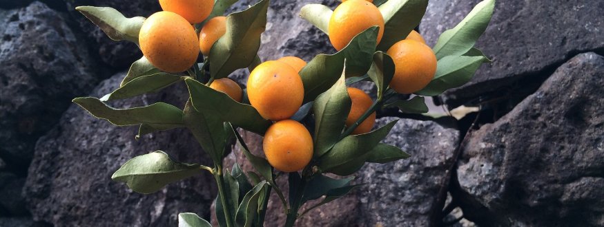 Kumquat 'Fukushu'