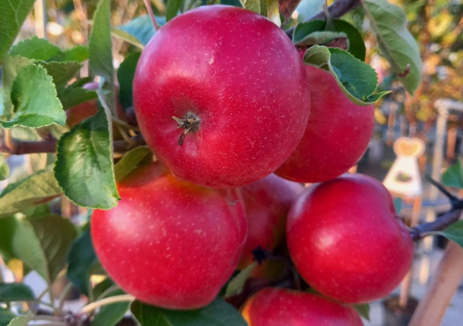 5 meest gemaakte fouten bij het planten van een fruitboom
