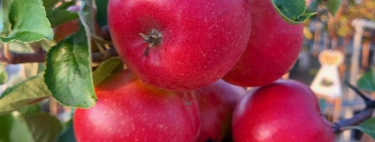 5 meest gemaakte fouten bij het planten van een fruitboom