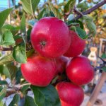 5 meest gemaakte fouten bij het planten van een fruitboom