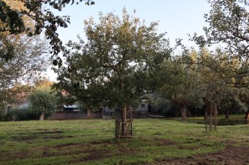 Een hoogstam fruitboom