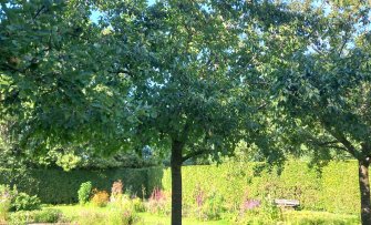 Te is nooit goed: de gevaren van overmatig fruitbomen snoeien