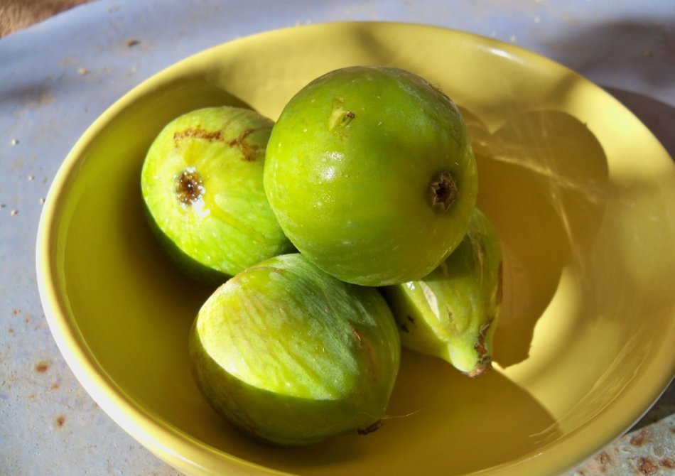 Vijg 'Goutte d'Or' (Dorée)