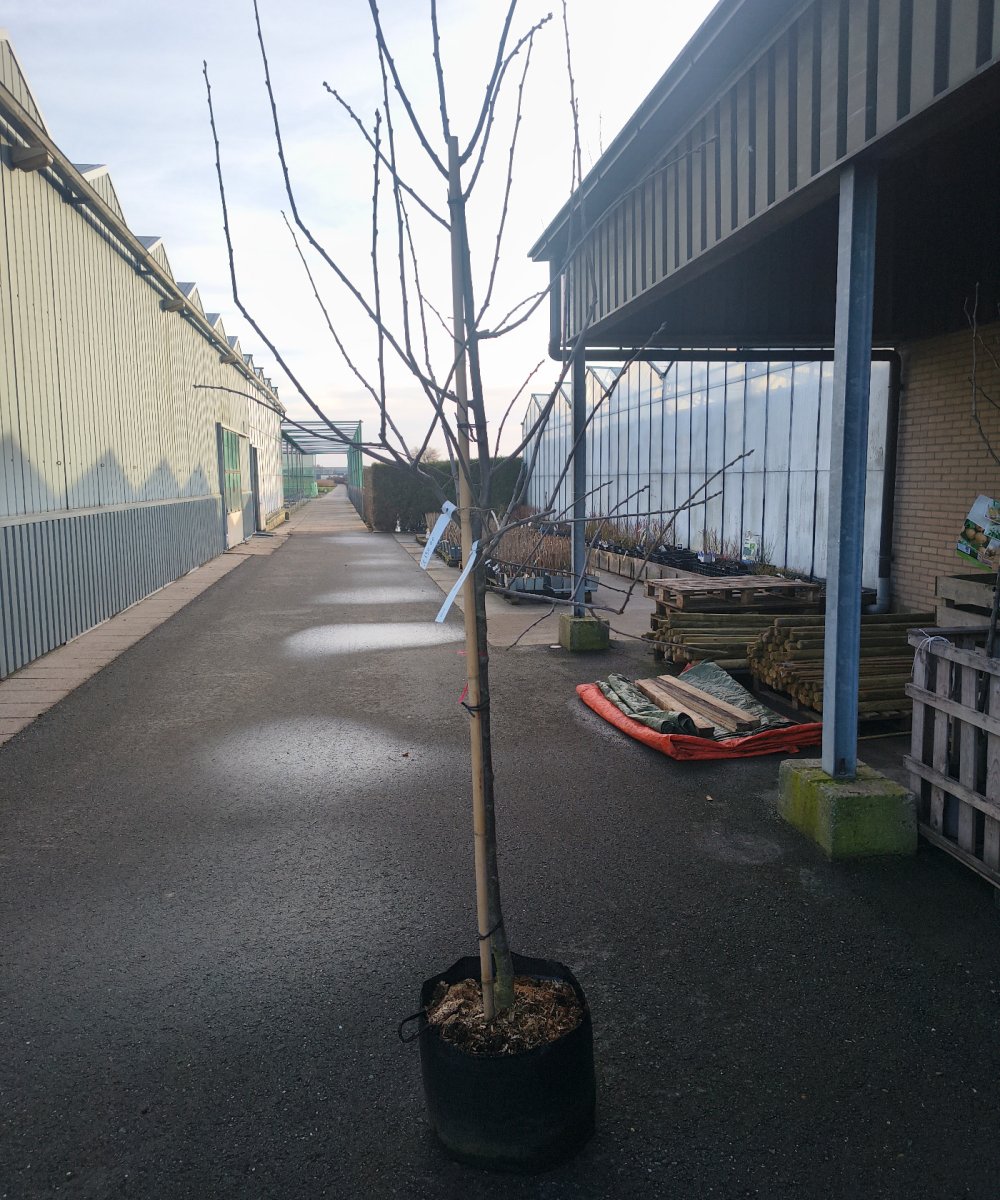 Foto van de karakterfruitboom KB00193