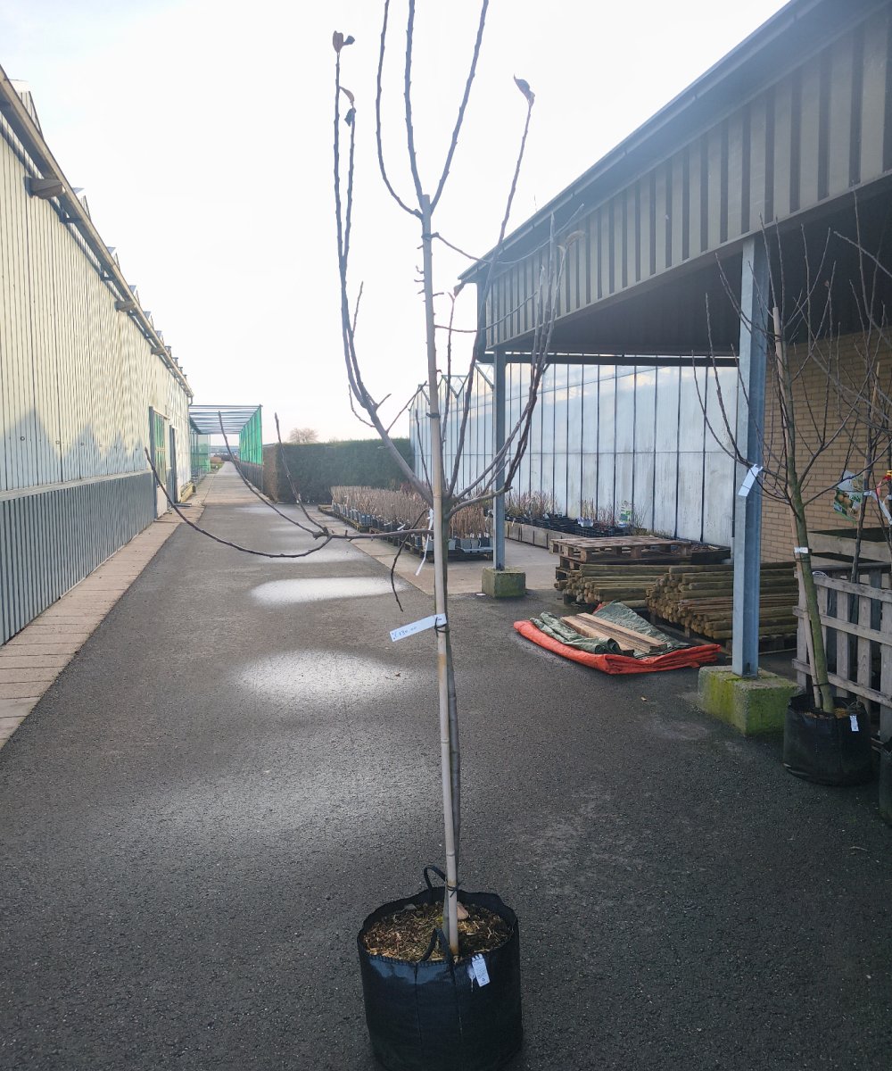 Foto van de karakterfruitboom KB00195