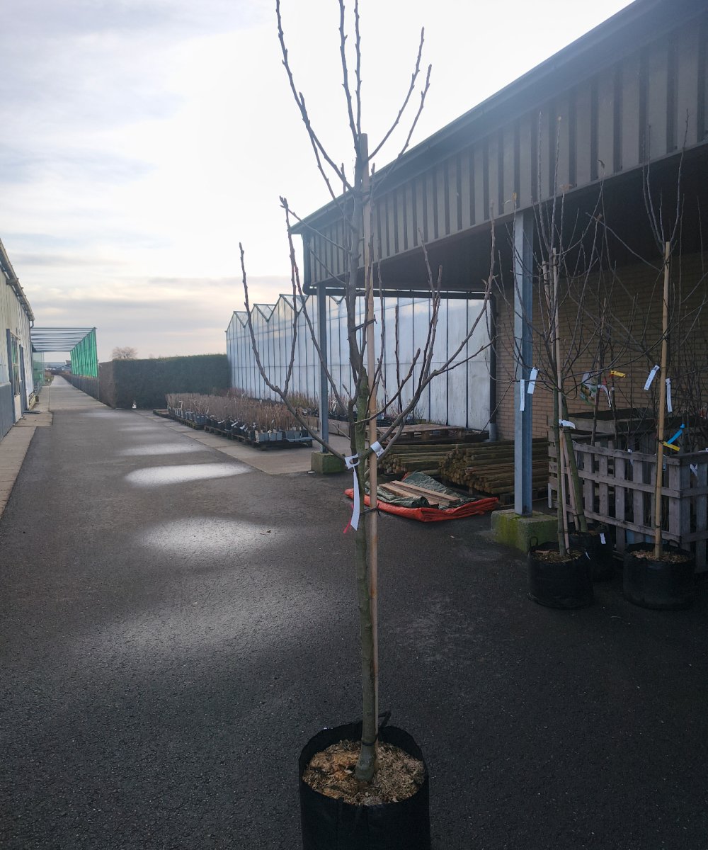 Perenboom 'Gieser Wildeman'