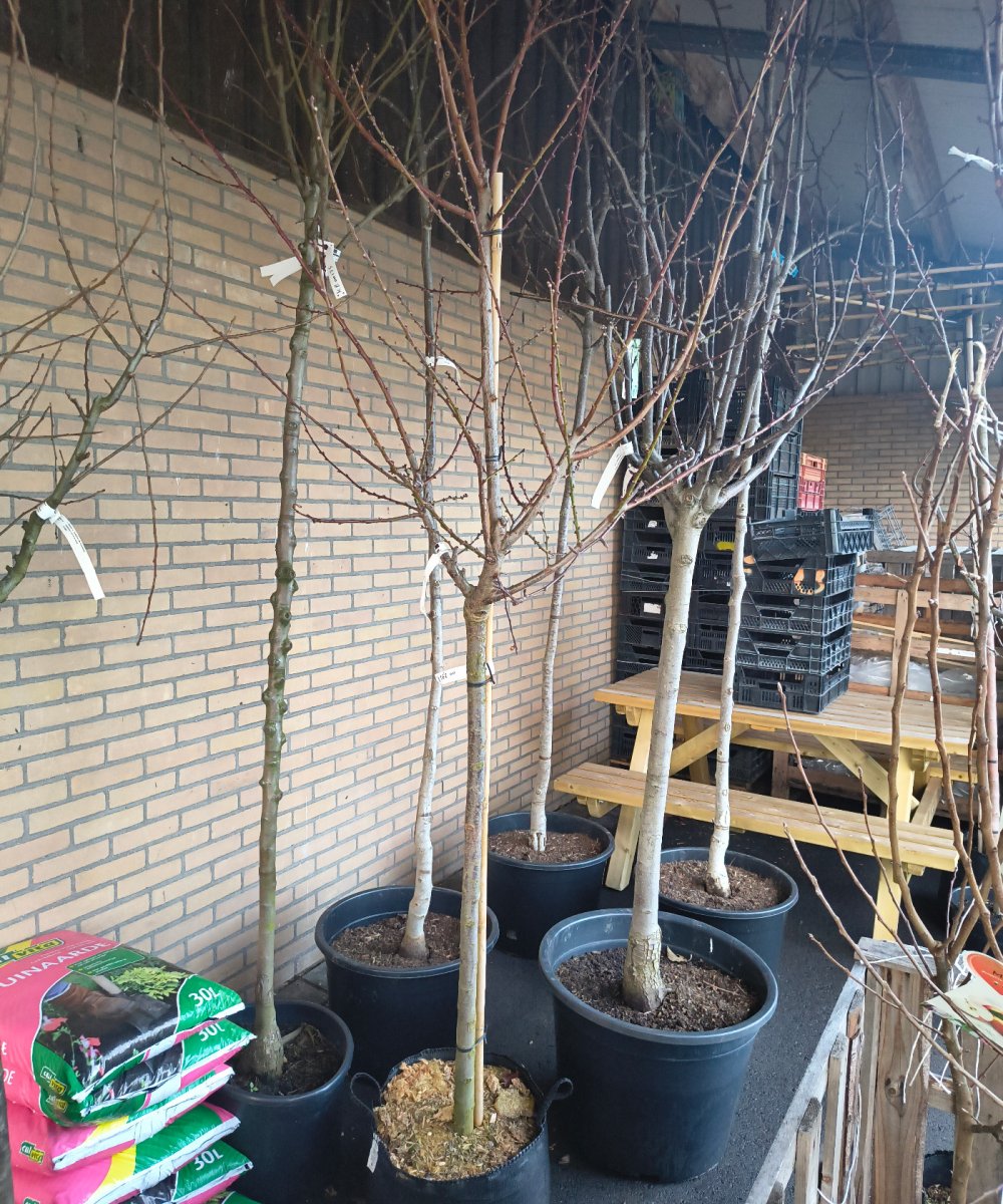 Foto van de karakterfruitboom KB00197