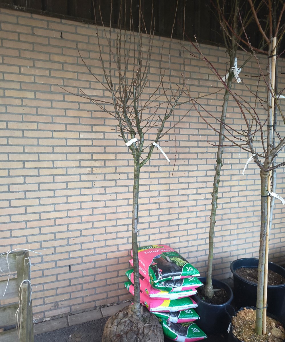 Foto van de karakterfruitboom KB00198