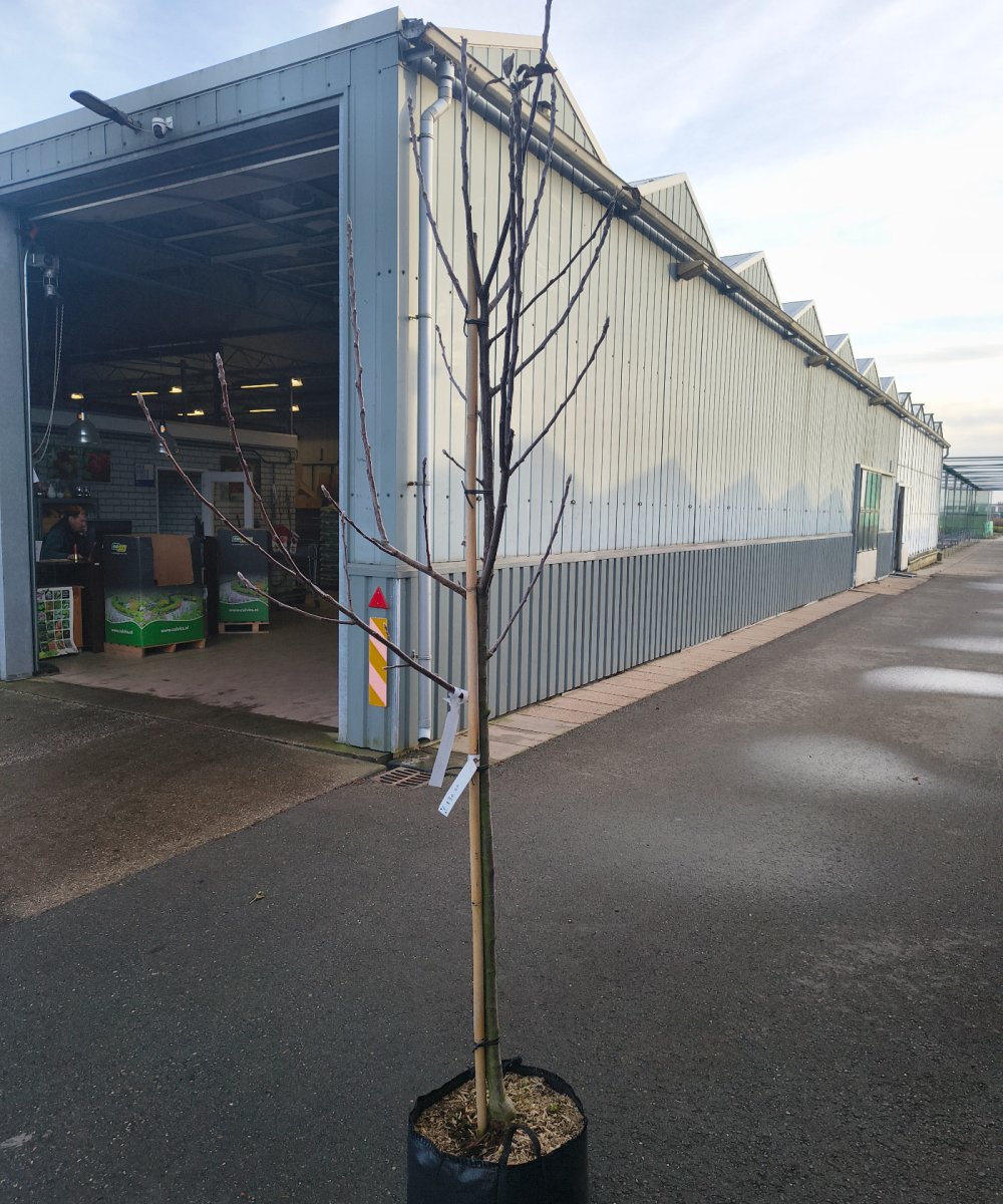 Foto van de karakterfruitboom KB00199