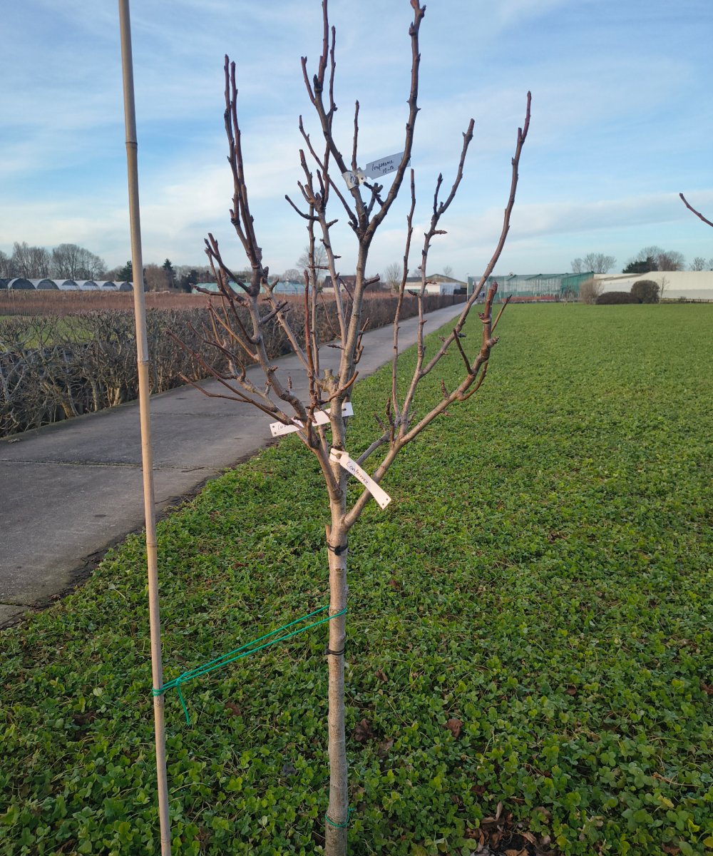 Foto van de karakterfruitboom KB00201