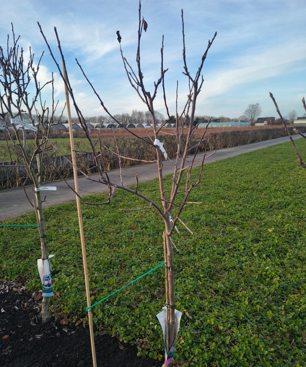 Foto van de karakterfruitboom KB00203
