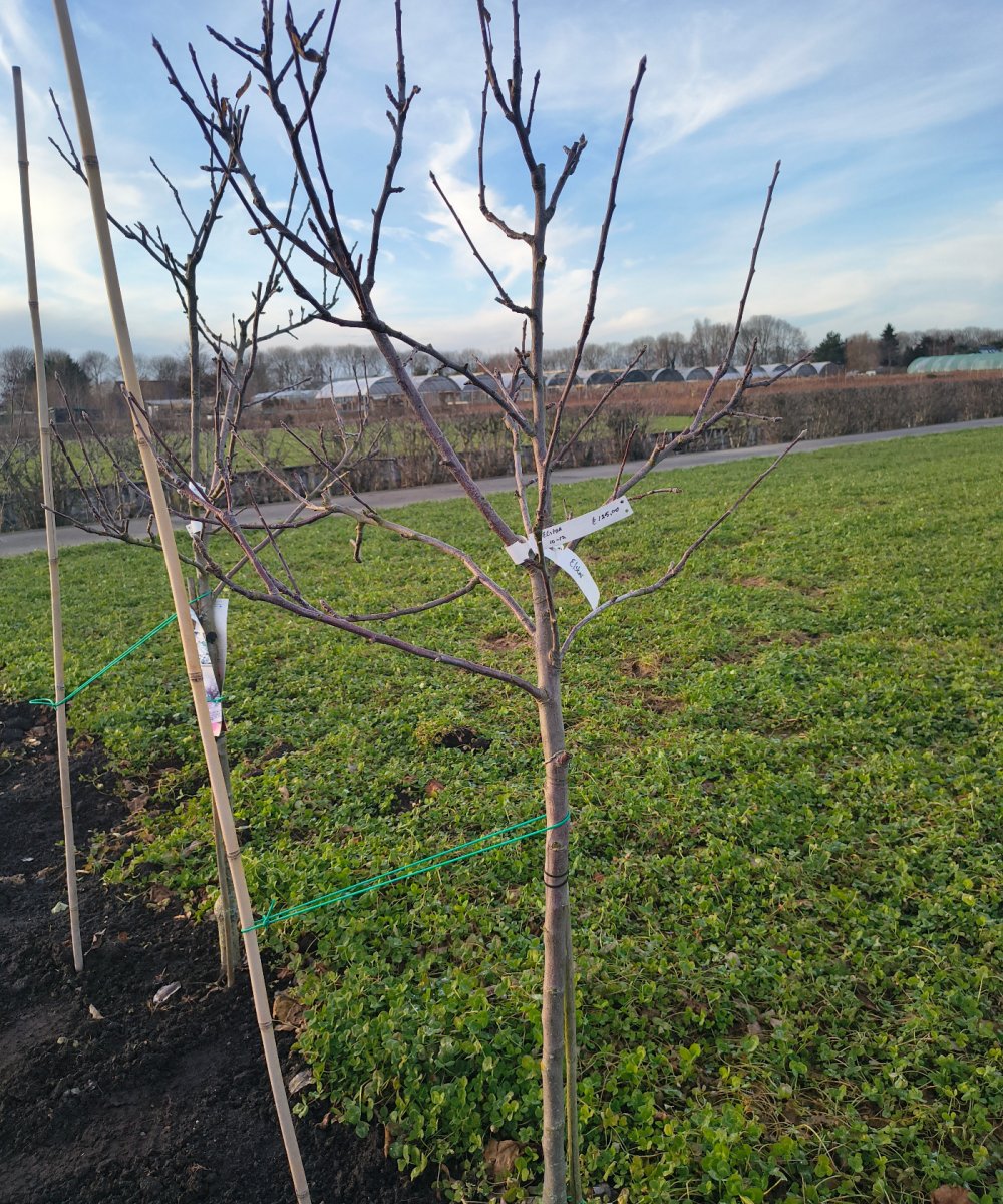Foto van de karakterfruitboom KB00206