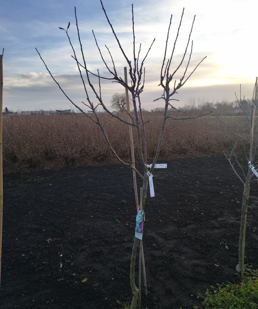 Foto van de karakterfruitboom KB00207