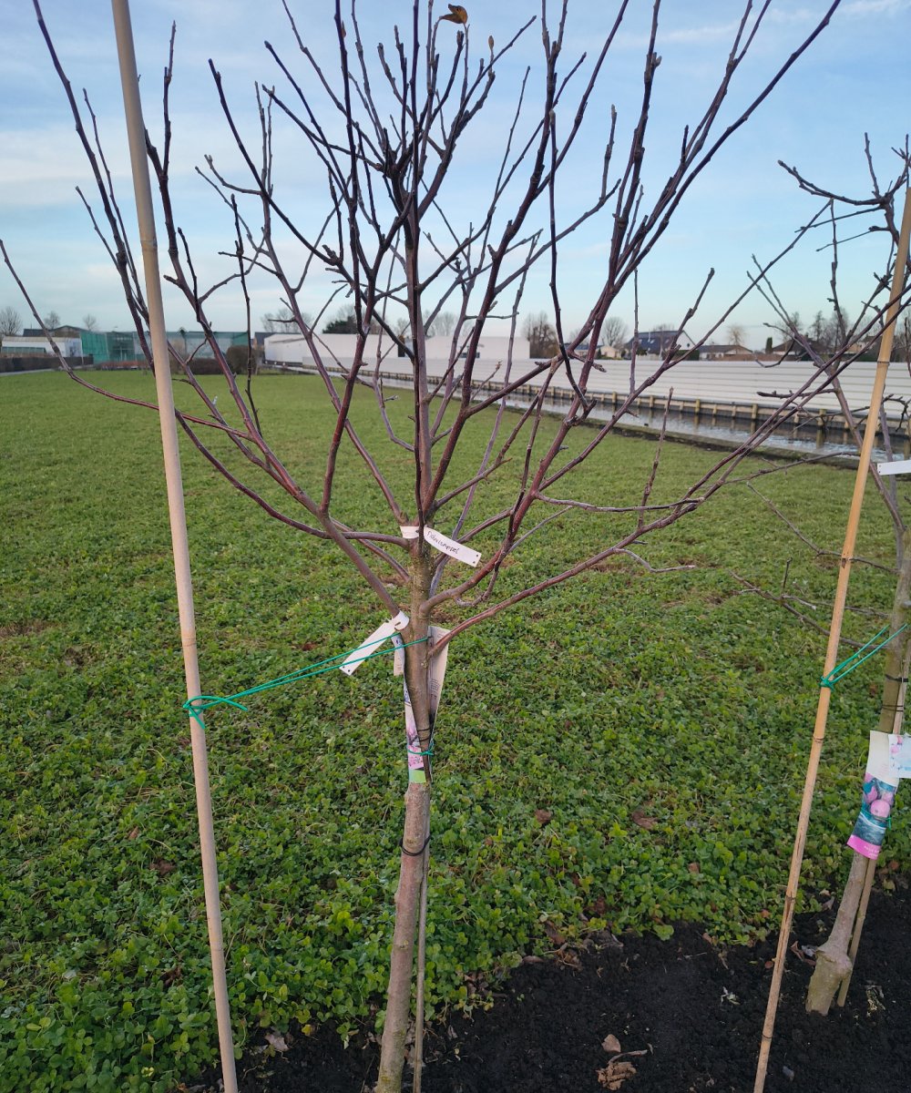 Foto van de karakterfruitboom KB00209