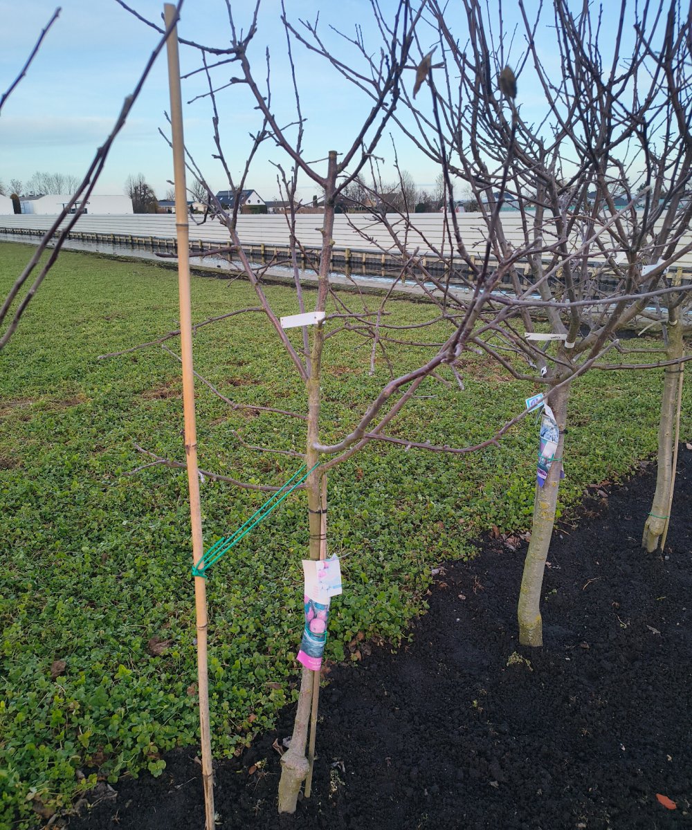 Foto van de karakterfruitboom KB00210