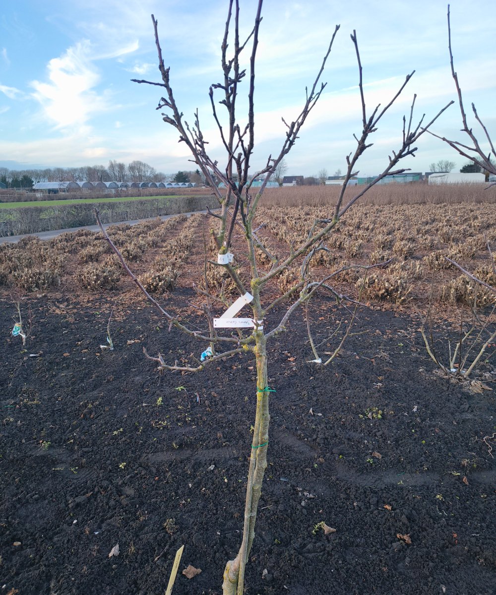Foto van de karakterfruitboom KB00218