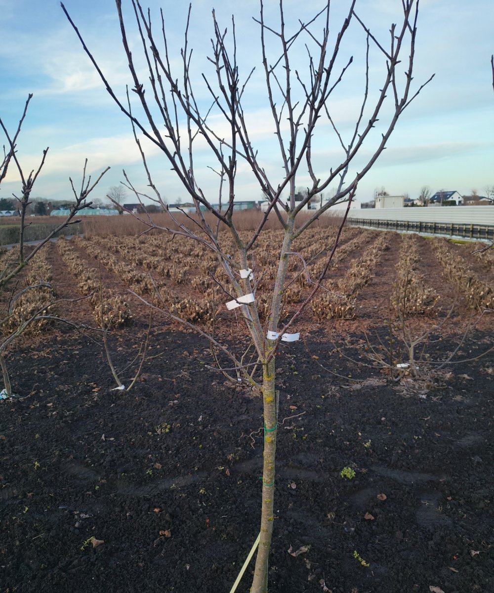 Foto van de karakterfruitboom KB00219