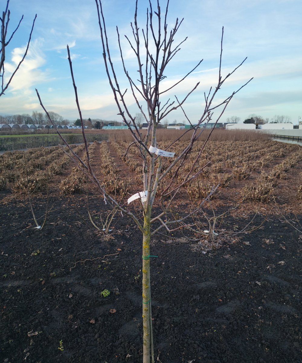 Foto van de karakterfruitboom KB00220