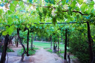 Druif tegen pergola